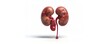 © Boontharika - Medical illustration of human kidneys with detailed anatomy and vascular structure, isolated on white background.
