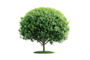 Wall Mural - Round bush on white background.