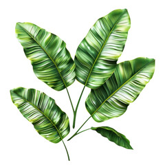 Wall Mural - Tropical leaves on white background.