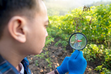 Poster - A man is looking at a plant through a magnifying glass