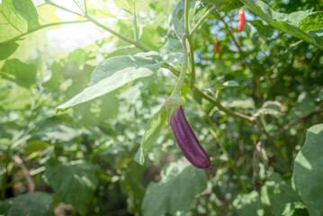 Canvas Print - A eggplant vegetable is growing on a plant