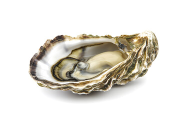 Top view Freshly opened oyster isolated on white background. Sea shell