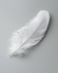 Wall Mural - White fluffy feather isolated on light grey background	