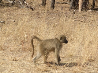 baboon sitting on the ground