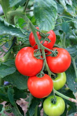 Red tomatoes in the greenhouse. Both ripe and unripe tomatoes. Red and green growing tomatoes in a greenhouse