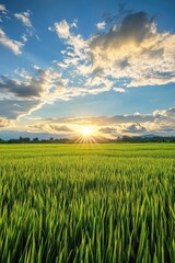 Wall Mural - Sunset over field of green grass