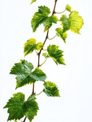 Poster - Close-up of green leafy plant