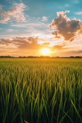 Wall Mural - field of green grass at sunset