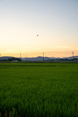 Wall Mural - 夕暮れ時の田んぼ風景