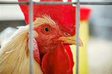 Wall Mural - A portrait of white rooster behind the mesh in the aviary. Red comb. Cock looking at the camera close-up. Chicken farm indoor. Livestock and farming