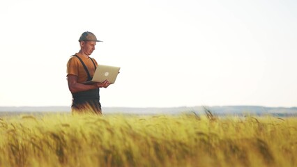 agriculture wheat. two farmer work in a field with wheat. agriculture business farm concept. farmer examining wheat sprouts in lifestyle an agricultural field and check them with laptop