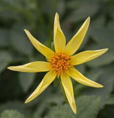 Wall Mural - Beautiful close-up of an orchid dahlia