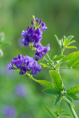 Wall Mural - Luzerne (Medicago sativa)	