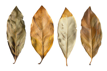 Dried Bay Leaves Collection