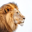 © Антон Сальников - A side view of a lion's head isolated on a white background