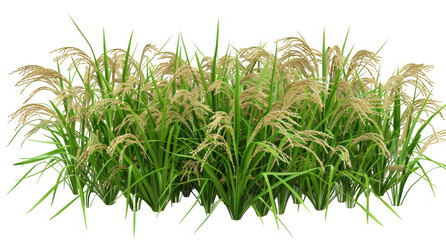 Wall Mural - Rice Plants with Golden Grains