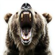 © Антон Сальников - An isolated grizzly bear with its mouth open on a transparent background