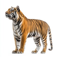 Wall Mural - Transparent background with portrait of Sumatran tiger