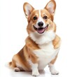 © Антон Сальников - A close-up portrait of a corgi dog on a transparent background cutout, in PNG format.
