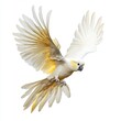 © Антон Сальников - The full body of a white cockatoo bird is isolated on a transparent background