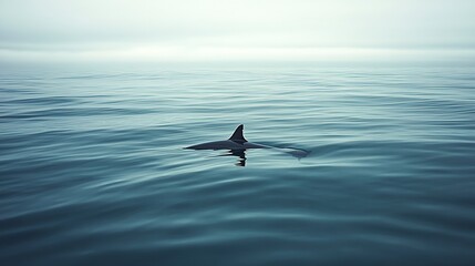 Canvas Print - A lone shark fin cuts through the tranquil surface of the ocean in a serene yet eerie natural scene