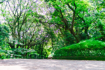 trees in the park