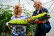© NDABCREATIVITY - Happy family people of organic greenhouse farmer vegetable harvesting to be sold to local stores.