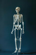 © Camalia MN - Full body skeleton model