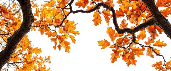 Sticker - Background with oak leaves in autumn. Concept for fall season. Landscape with autumn forest. Copy space. Banner.