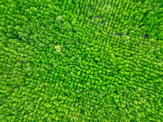 Wall Mural - Aerial view green mangrove forest. Natural carbon sinks. Mangroves trees capture CO2. Blue carbon ecosystems. Mangroves absorb carbon dioxide emissions and mitigating global warming. Green ecosystem.