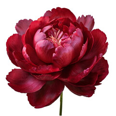 Illustration of a dark red peony set against a transparent background.