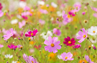 cosmos flowers blooming in garden