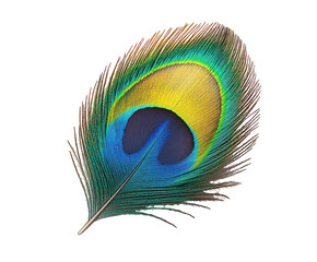 Vibrant peacock feather isolated on white background. PNG transparent.