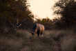 © Greatstock - A white rhino in Ukhozi Nature Reserve, South Africa, South Africa at sunset