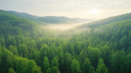 Wall Mural - A lush green forest with a foggy morning sky