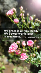 Bible verse quote - My grace is all you need. My power works best in weakness. 2 Corinthians 12:9 with pink roses flower plant background, vertical composition. Christian religious words.