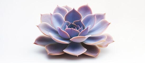 Poster - Purple Succulent Isolated on White