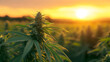 © Earny - A serene sunrise over a cannabis field, showcasing lush green plants under a warm golden light.