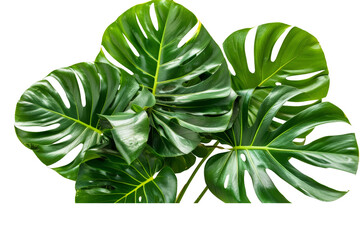 Poster - Bright tropical green leaves isolated on a white background, presenting their detailed textures and vivid hues with clarity and simplicity