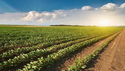 Canvas Print - sunny plantation with growing soya