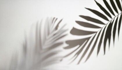 palm leaves leaf shadow overlay effect