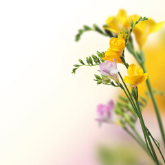 Wall Mural - Beautiful freesia flowers on color gradient background, space for text