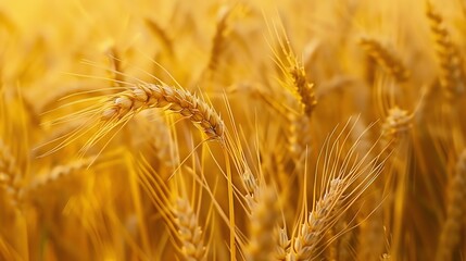 Wall Mural - A close-up view of a field of golden wheat.