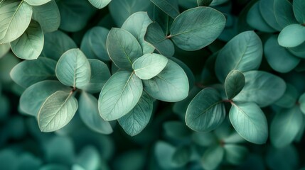 Wall Mural - Vibrant Green Leaves, Lush Plant, Botanical Beauty