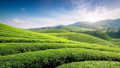 Canvas Print - green field of tea at sunny day