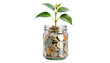 © Mohsin - Jar of money plant economy green on transparent background