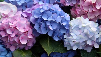 Wall Mural - purple blue and pink heads of hydrangea flowers