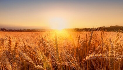 Wall Mural - the sun sets behind the wheat field casting warm hues over the golden grain in a low angle shot