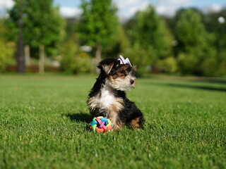 Yorkshire Terrier Puppy Sitting on Green Grass. Fluffy, cute dog Looks at the Camera. Domestic pets	