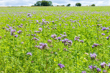 Canvas Print - Borage, Phacelia tanacetifolia Benth. growing in a field near the Cotswold village of Duntisbourne Abbots, Gloucestershire, England UK - Used as a soil improving green manure.